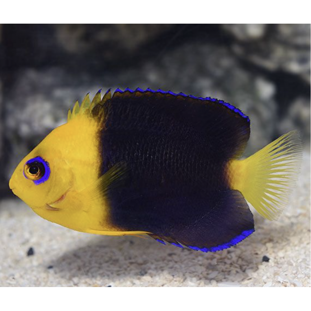 JOCULATOR ANGELFISH